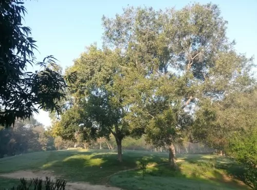 LG-OptimusG-camsample1