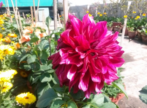 LG-OptimusG-camsample2