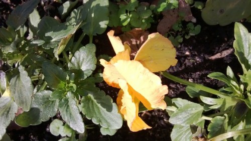 Lumia 620 img sample outdoor 2