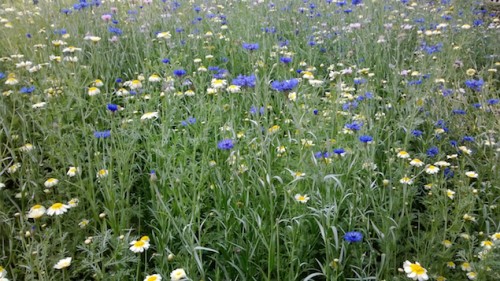 Lumia 620 img sample outdoor